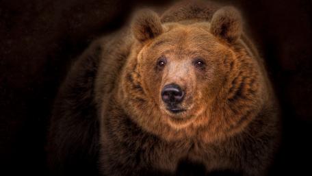 Majestic Grizzly Bear Staring Intently wallpaper