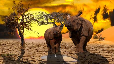 Rhinos at Sunset in Desert Landscape wallpaper
