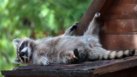 Lazy Raccoon Enjoying the Sunshine wallpaper