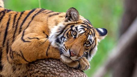 Majestic Tiger Relaxing in Nature wallpaper