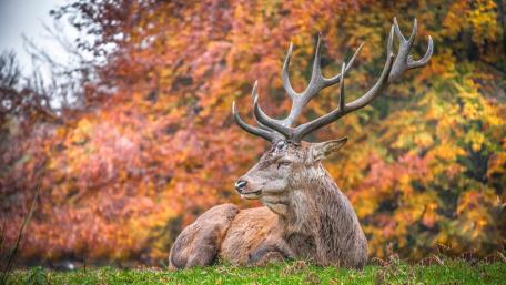 Majestic Stag Among Autumn Foliage wallpaper