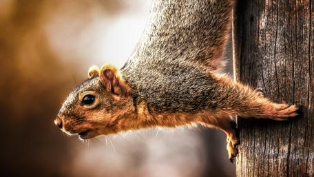 Squirrel in Action Above a Wooden Post wallpaper