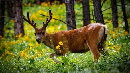 Majestic Deer in a Vibrant Meadow Scene wallpaper