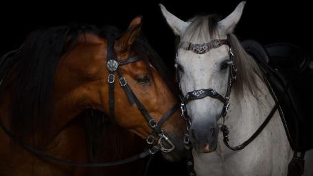 Majestic Horses in Harmony wallpaper