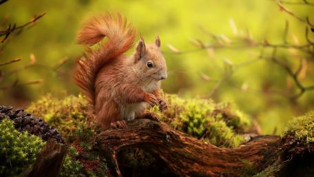 Charming Squirrel Amidst Nature's Beauty wallpaper