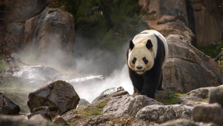 Gentle Panda Strolling in Nature wallpaper