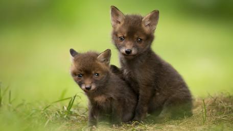 Adorable Fox Cubs in Nature's Embrace wallpaper