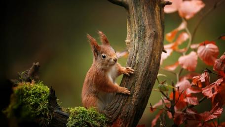 Cute Squirrel Amid Autumn Colors in Nature Scene wallpaper
