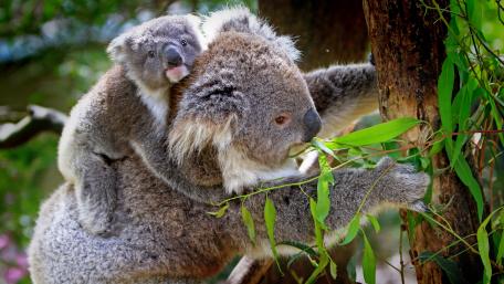 Cuddly Koalas In Nature's Embrace wallpaper