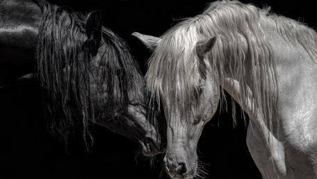 Majestic Monochrome Horses wallpaper