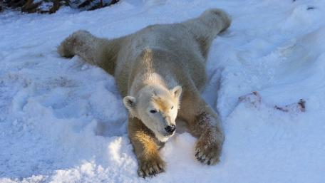 Majestic Polar Bear in a Snowy Landscape wallpaper