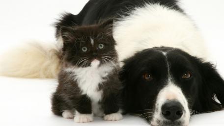 Adorable Cat and Dog Cuddle Together in Harmony wallpaper