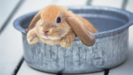 Adorable Bunny Relaxing in a Bowl wallpaper