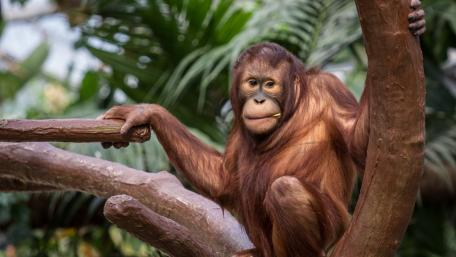 Majestic Orangutan in Nature's Embrace wallpaper
