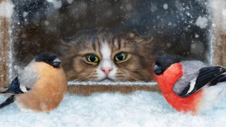 Curious Cat Watching Winter Birds Outside wallpaper