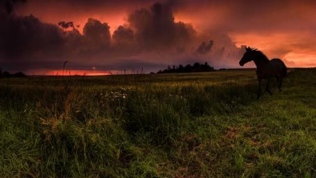 Majestic Horse at Sunset in Tranquil Fields wallpaper