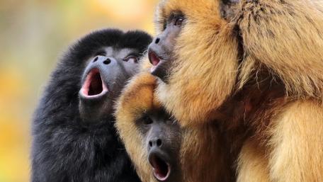 Vibrant Howler Monkeys in Harmony wallpaper