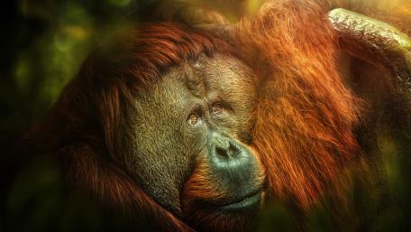 Majestic Orangutan in Natural Habitat wallpaper