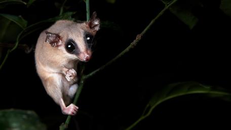 Curious Glider in the Night Forest wallpaper