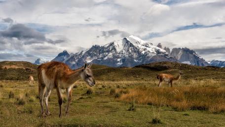 Majestic Wildlife Amidst Snow-Capped Peaks In Patagonia wallpaper