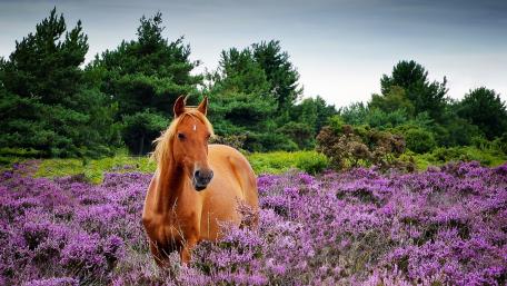 Majestic Horse Amidst Blooming Heather Fields wallpaper