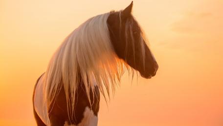 Majestic Horse Silhouette Against Sunset Glow wallpaper