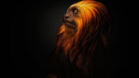 Majestic Lion Monkey in Dark Serenity wallpaper