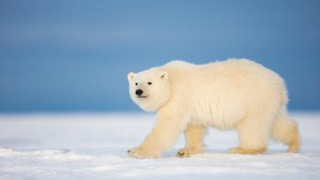 Gentle Majesty of the Polar Bear wallpaper