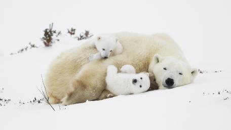 Gentle Bears in a Winter Wonderland wallpaper