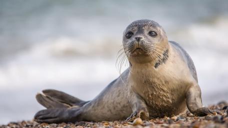 Playful Seal on the Shoreline wallpaper