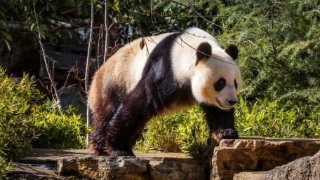 Majestic Panda in Nature's Embrace wallpaper