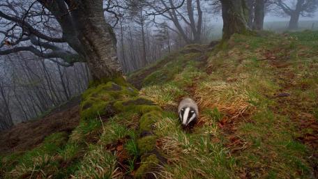 Mysterious Badger in a Foggy Forest Scene wallpaper