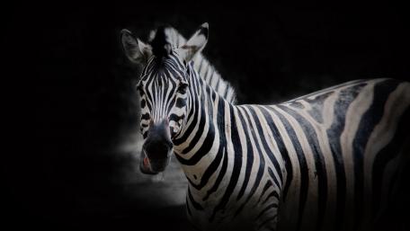 Elegant Zebra in Dark Serenity wallpaper