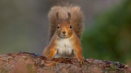 Curious Squirrel on a Log wallpaper