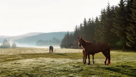 Serene Horses in a Morning Meadow wallpaper