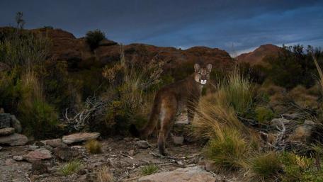 Majestic Cougar in Serene Landscape wallpaper