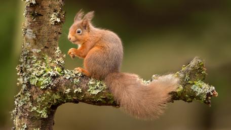Cute Squirrel on a Tree Branch wallpaper