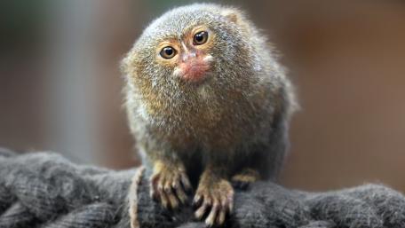 Tiny Monkey Curiously Observing Its Surroundings wallpaper