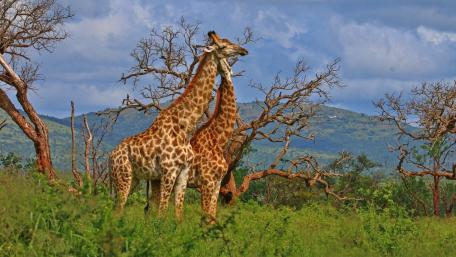 Majestic Giraffes in Natural Habitat wallpaper