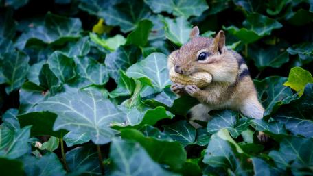 Playful Chipmunk in Nature's Embrace wallpaper