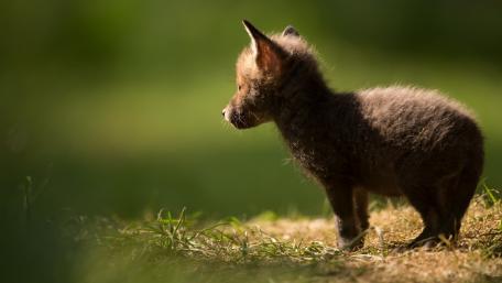 Adorable Wolf Cub in Nature's Embrace wallpaper