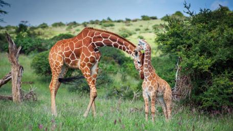 Giraffe Family Bonding in Nature's Embrace wallpaper