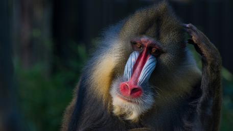 Majestic Mandrill in Nature's Embrace wallpaper