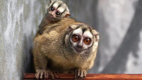 Adorable Monkeys Bonding Together wallpaper