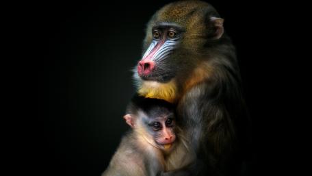 Tender Bond Between Mother and Baby Monkey wallpaper