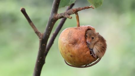 Cozy Little Mouse in a Fruit Nest wallpaper