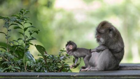 Playful Monkey and Its Parent in Nature wallpaper