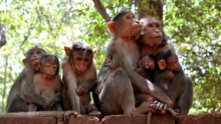 Playful Monkey Family Gathering wallpaper