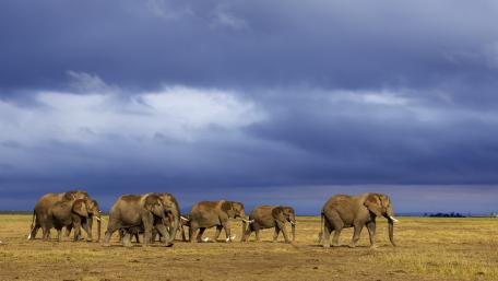 Majestic Elephants Walking Under Dramatic Skies wallpaper