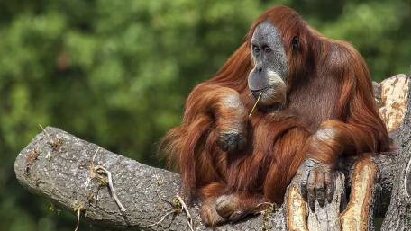 Majestic Orangutan Relaxing on a Log wallpaper